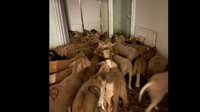 Незаконна кланица за овце бе открита в апартамент във френския