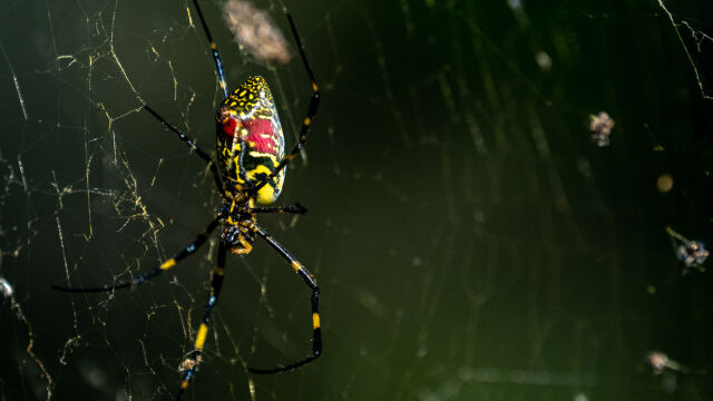  Гигантски отровни летящи паяци с 10 сантиметрови крака се насочват към района на