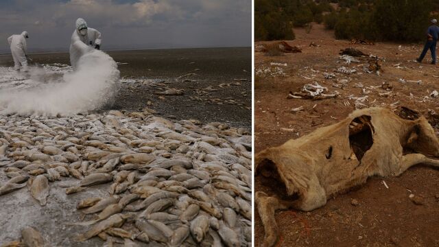  Загинали хора мъртви риби на мексиканските брегове и убит добитък