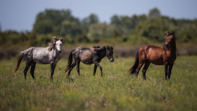 Полицейски служители успели да задържат в момент на кражба на
