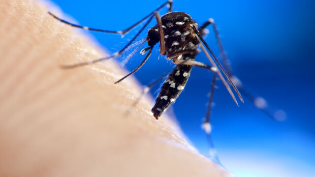 Инвазивен вид комари е открит в 13 страни в ЕС