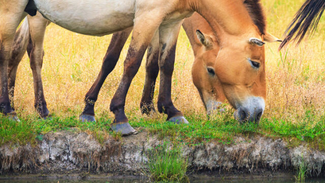  Застрашени диви коне се завърнаха в Златната степ на Казахстан
