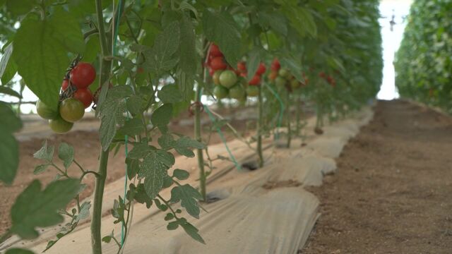 Производителка на чери домати у нас призова да не се