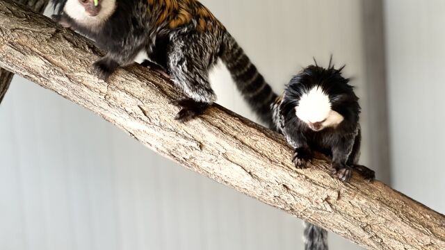 Семейство мармозетки на Жофроа са най новото попълнение в зоопарк