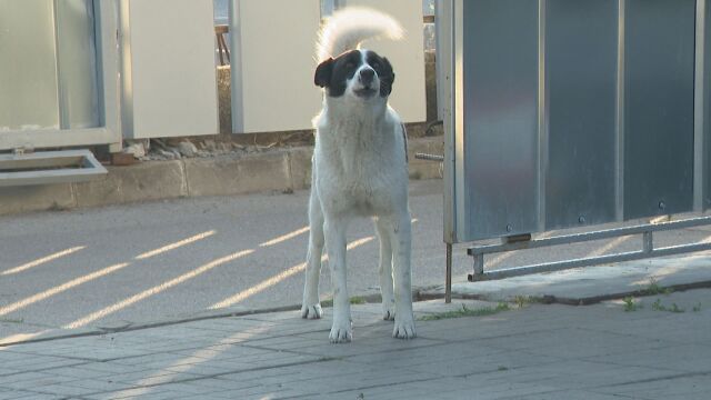 Агресивни кучета тормозят от месеци столичния квартал Орландовци Хората твърдят