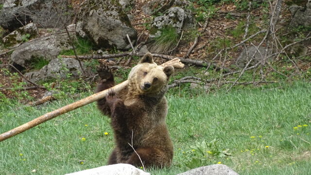 Сезон 2024 за парка за мечки в Белица започва с