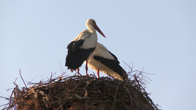 Плавно повишение на температурите започва от 20 март неделя