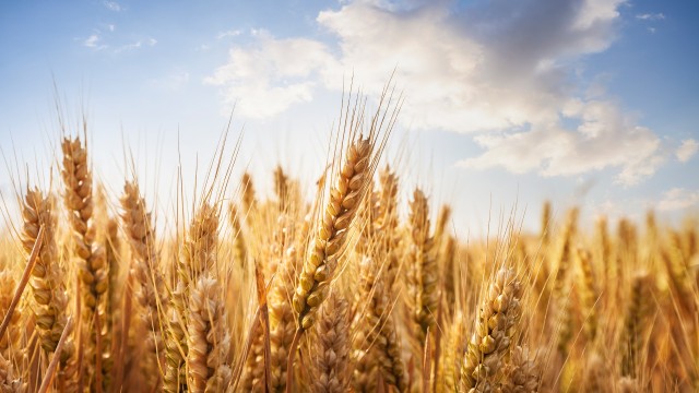 Украйна може да загуби десетки милиони тонове зърно заради руската