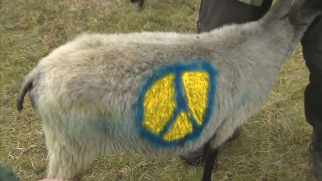 Германски овчар изрази своята съпричастност към Украйна като изрисува украинския