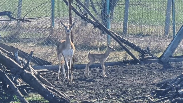 Истински бейби бум в Бургаския зоопарк Почти всички животни чакат