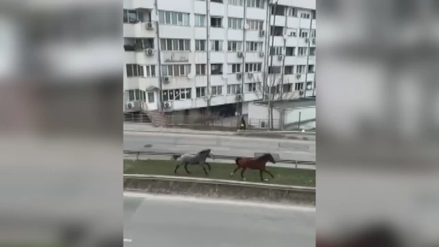 Безстопанствени коне галопират посред бял ден в столичен квартал За