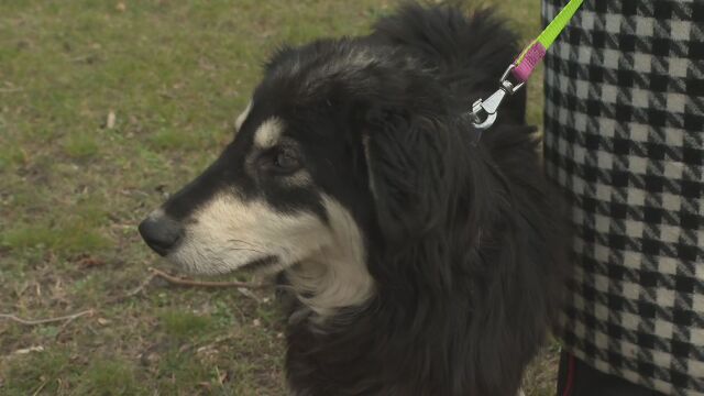 Спасеното сляпо куче което бе изхвърлено в гората край Батак
