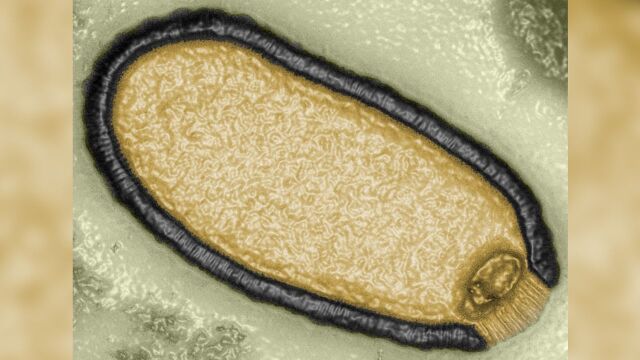 Учени съживиха зомби вирус прекарал 48 500 години замръзнал в