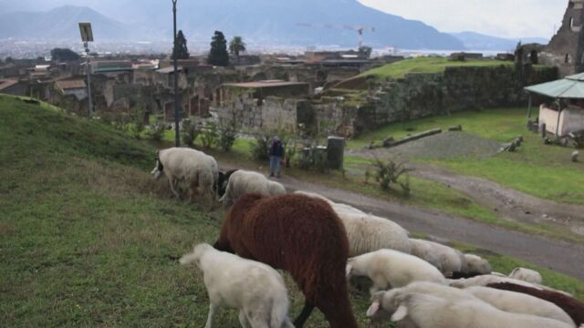 Стадо овце е натоварено с тежката задача да поддържа тревата