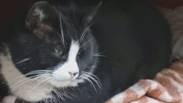 Голяма черно бяла котка се превърна в в полския град Шчечин