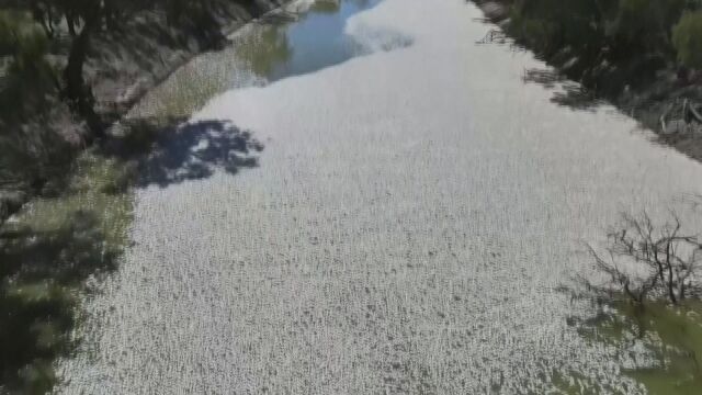 Милиони мъртви риби изплуваха в река Дарлинг близо до австралийския