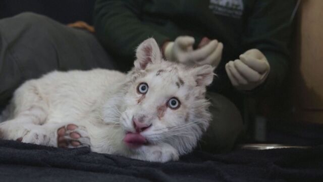 Гръцки ветеринари се борят да спасят бяло тигърче изоставено до