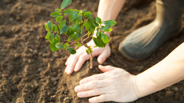 Жители на казанлъшкото село Бузовград засадиха 15 дръвчета в подножието