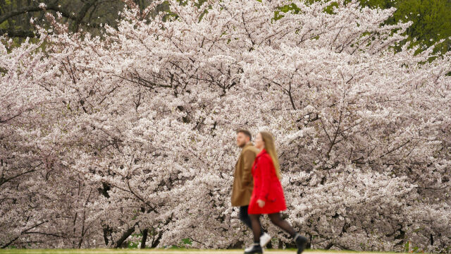 Фестивалът на цъфналите японски вишни във Вашингтон започна съобщава агенция