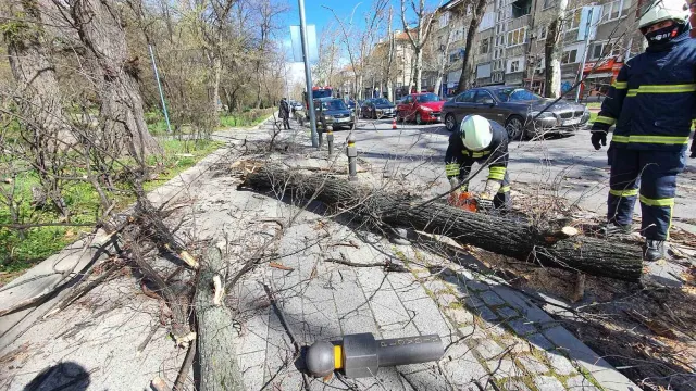 Паднали дървета и потрошени коли в Пловдив