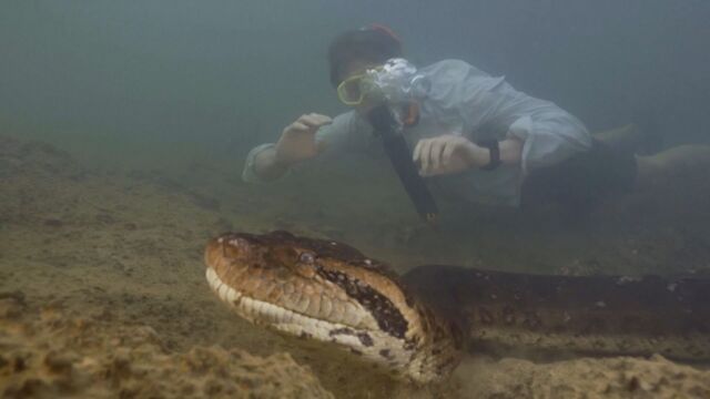 Изследователи в Амазонка са открили най големия вид змия в света