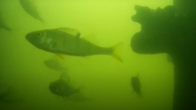 Всяка пролет рибите в каналите на Утрехт започват да плуват