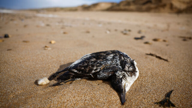 Стотици морски птици са открити мъртви по бреговете на френските