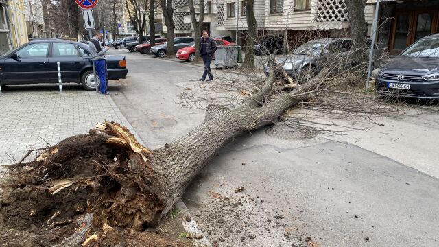 Дърво падна на улица Велико Търново в близост до посолството