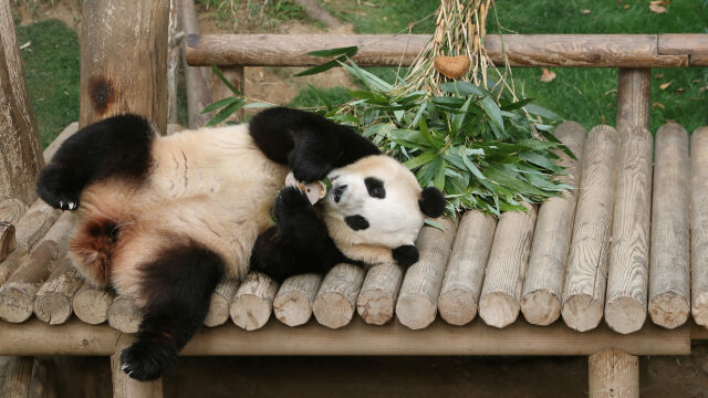 Първата голяма панда родена в Южна Корея ще бъде преместена