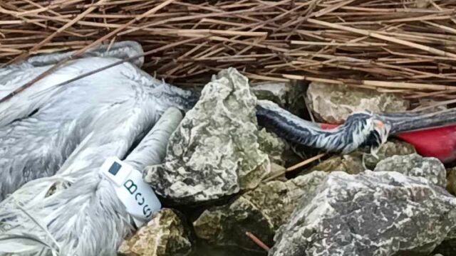 Къдроглави пеликани с поставени предаватели загинаха оплетени в бракониерски мрежи