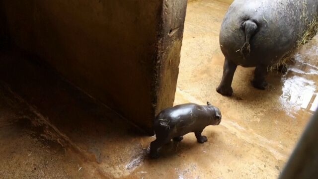 В атинския зоопарк Атика се роди хипопотам пигмей за първи