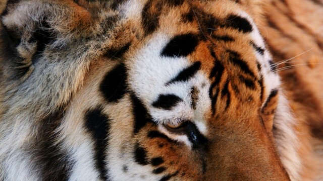 Големите котки – тигрите и лъвовете отглеждани в Спасителния център