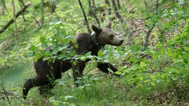 Спасени мечета