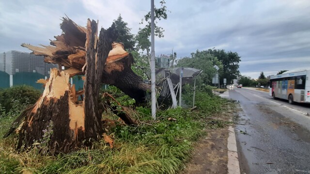 Буря повали огромно дърво върху автобусна спирка в Пловдив предаде