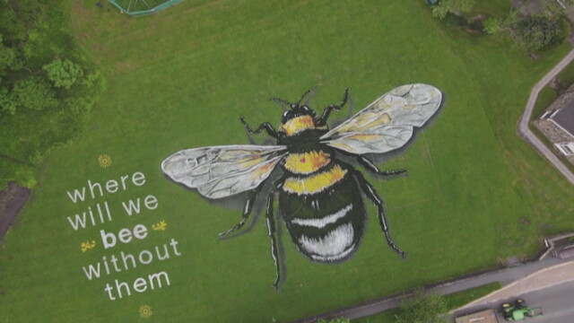 В световния ден на пчелите красиво послание за опазването им