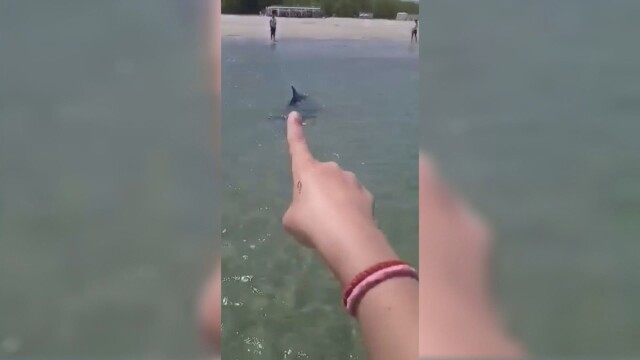 Делфин доплува до брега във Варна в „Аспарухово“ и се