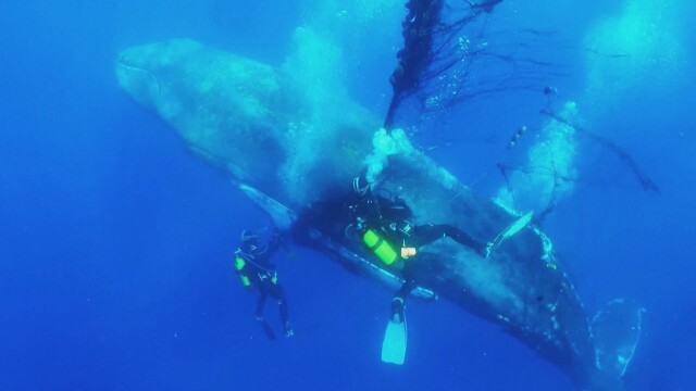 Драматична подводна спасителна акция. Испански водолази освободиха 12-метров гърбат кит,