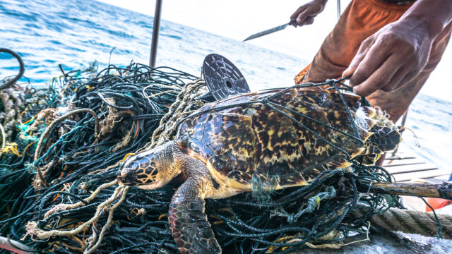 21 костенурки са били иззети от бракониери на остров Бали