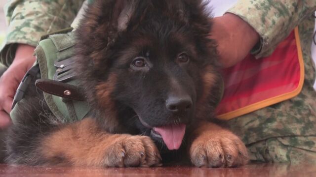 Мексиканската армия приветства ново кученце за търсене при бедствия То