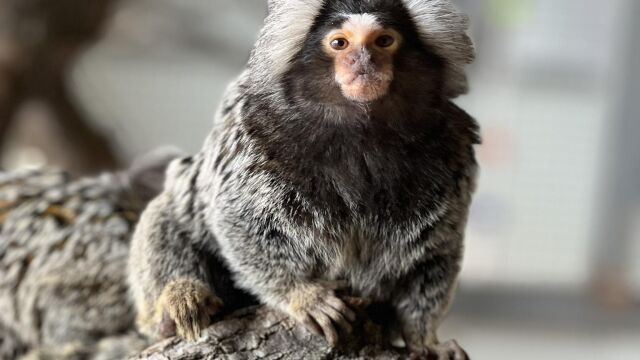 Екзотични маймуни и сурикати са най новите обитатели в зоопарка в