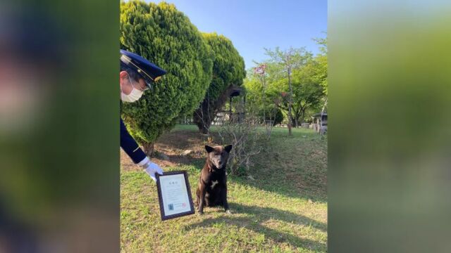 Куче беше приветствано като герой в Япония след като спаси