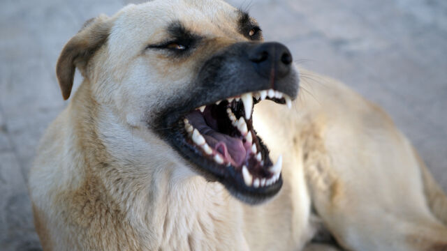 Зрителски сигнал за агресивни бездомни кучета които нападат хора край