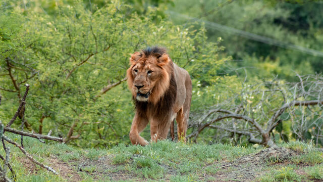 Див мъжки лъв смятан за един от най старите в света