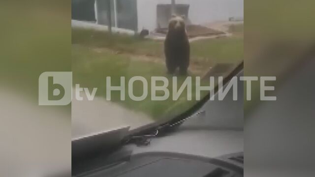 Отново мечка в Габровско Този път животното беше снимано на