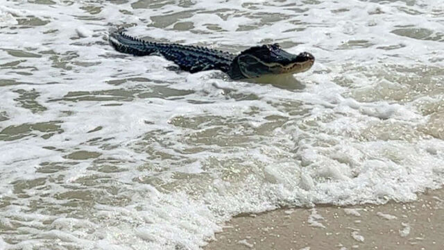 "Нещата, които никога не мислиш, че ще видиш": Алигатор си почива на плаж сред хората (ВИДЕО)