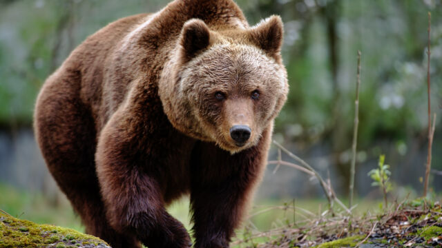 Мъртва мечка е открита край Доспат Тя е намерена от служител
