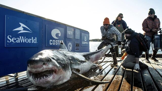 Над 544 килограмова бяла акула плува край бреговете на Южна Каролина Тя