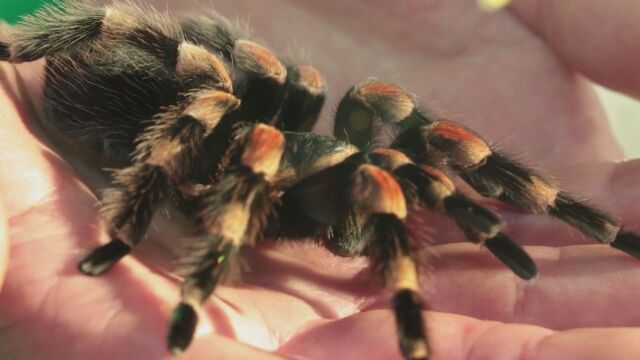 Възможно ли е да заобичате паяците Лондонският зоопарк се надява