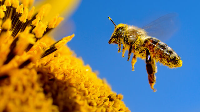 Базираните в Обединените арабски емирства ОАЕ пчелари са създали генетично