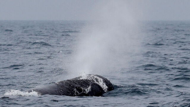 Сейвалът от семейство Ивичести китове който изчезна от патагонското крайбрежие